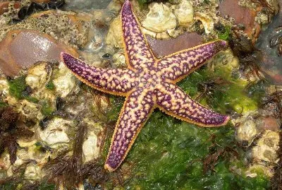 North Pacific Starfish  Asterias Amurensis