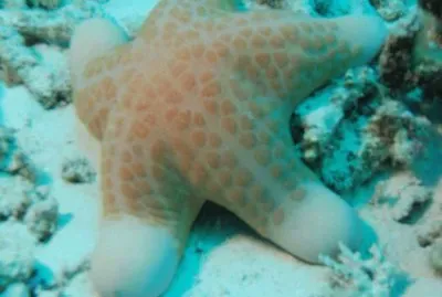 Pacific and Indian Ocean Starfish  Choriasten