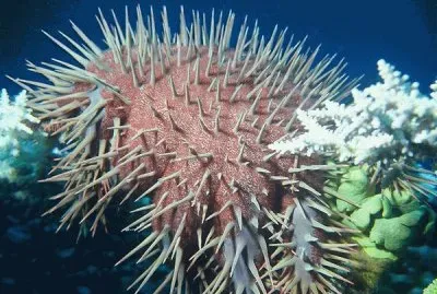 Red Sea Starfish  Acanthaster Planci