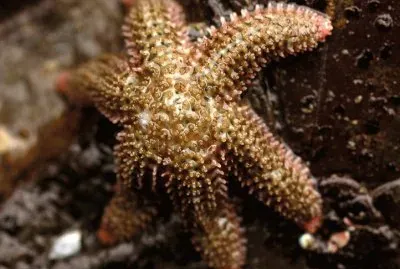Starfish Leptasterias  Hexatis
