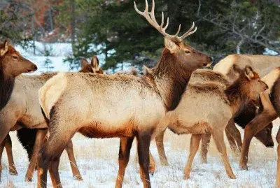Deer in Jasper Nat. Park  Canada