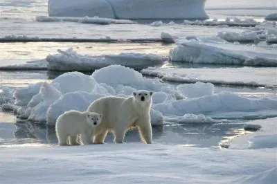 Spitsbergen  Icebear with cub