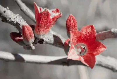 White velvet on the Flower