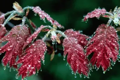 Frozen Red Oak leaves