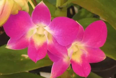 çŸ³æ–›èŠ±