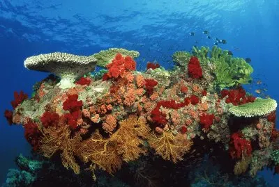 Coral  Great Barrier Reef