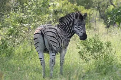 zebra