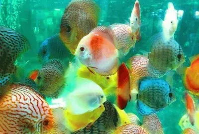 BELLEZA BAJO EL AGUA