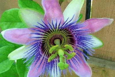 PASIFLORA: ESTRUCTURA NATURAL PERFECTA