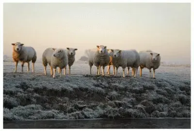 Sheeps in the snow