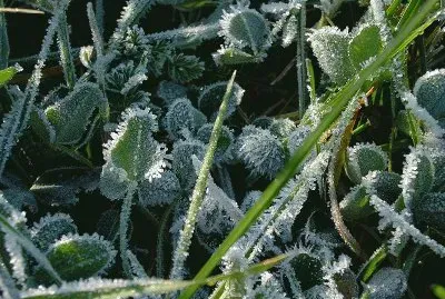 Leaves with rime ice