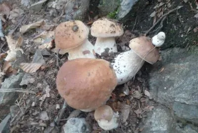 Porcini