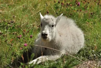 Young Mountain Goat jigsaw puzzle