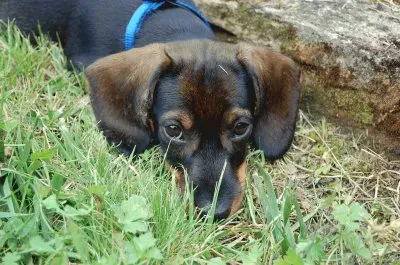 Baby Troy jigsaw puzzle