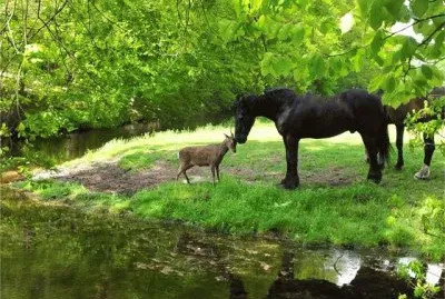 Horse and Roe Deer  Hilversum  the Netherlands