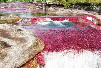 CaÃ±o Cristales. Colombia