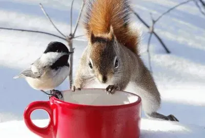 Let 's share the food