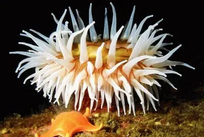White Anemone and Sea Star