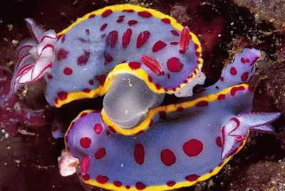 Hyselodores Bennetti  ( Nudibranchs ) deep Sea