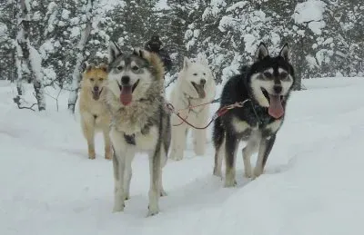 Husky Safari Artic Canada