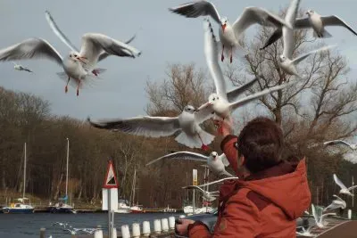 Gulls 2