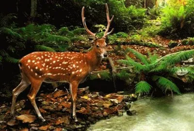 bambi