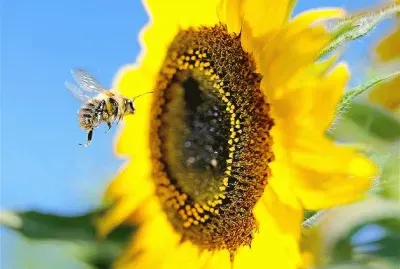 GIRASOL Y ABEJORRO EN PARIS