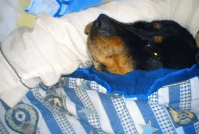 rottweiler en la cama gullock