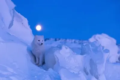 Artic Fox seen in Manitoba Province  Canada