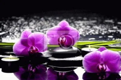 Orchids Reflecting in Zen Pond jigsaw puzzle
