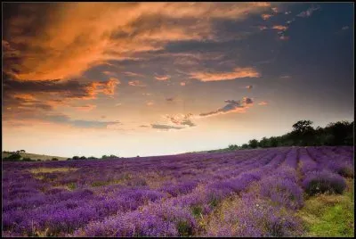 Lavenderfield jigsaw puzzle
