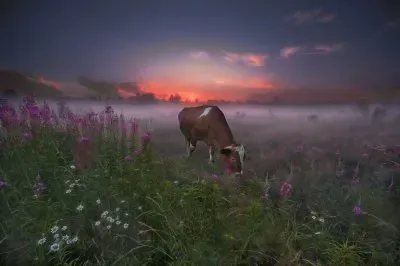 Cow in Red Dawn