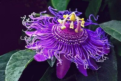 The Passion Flower jigsaw puzzle