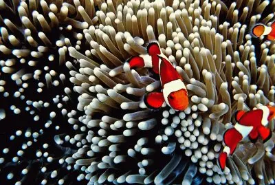 Clown Fish between the Anemone
