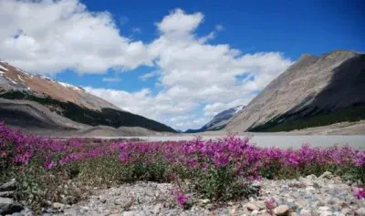 Rocky Mountains Flowers British Columbia