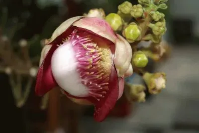 Flower from the Cannon tree  Thailand