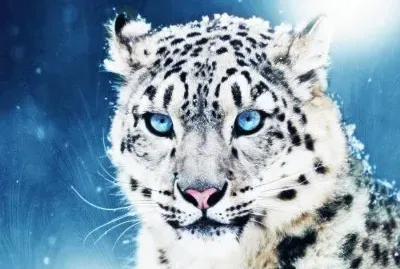 Leopardo