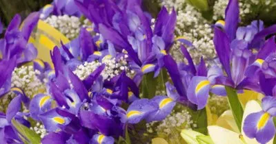 Beautiful Iris Field jigsaw puzzle