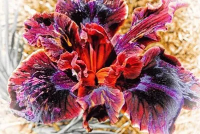 Exotic Flower  California  USA jigsaw puzzle