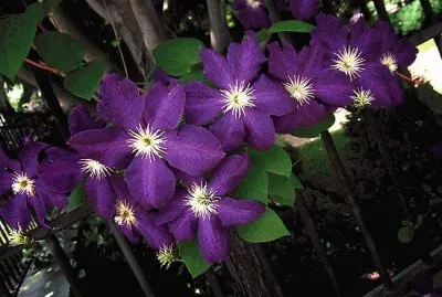 Purple Clematis on Fence jigsaw puzzle