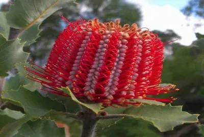 Banksia Coccinea - Australia