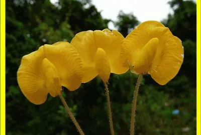 Arachis Repens
