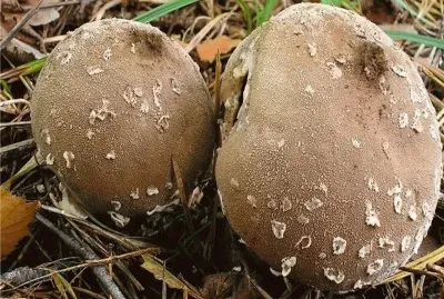Lycoperdon Mammiforme
