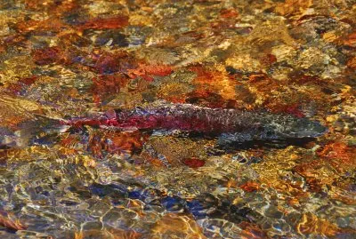 Spawning Salmon jigsaw puzzle