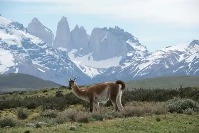 Torres del Pine  Chili