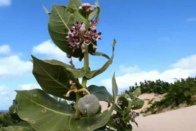Boa Vista Dunes Cape Verde