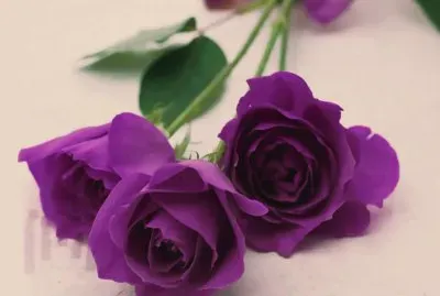 Romantic Purple Roses
