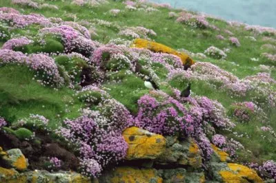 Handa Island  Schotland