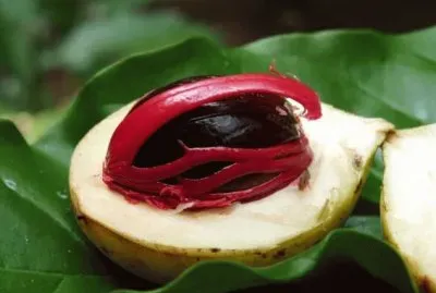 Nutmeg  Kalibaru  East Java
