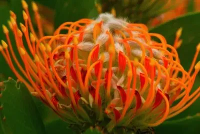 Protea the National Flower from  South Africa